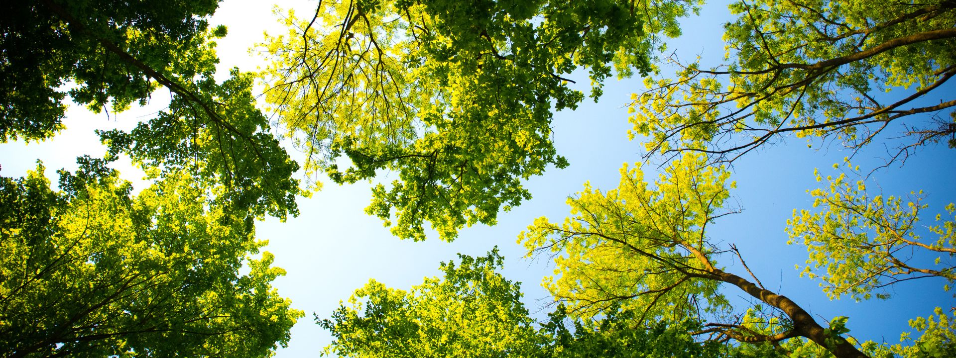 Innovative Tree and Landscape gallery 4